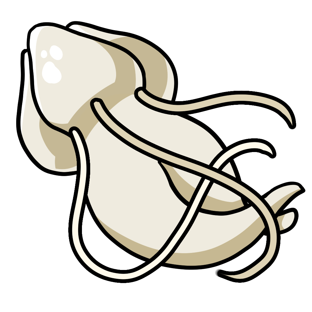Rhizostoma