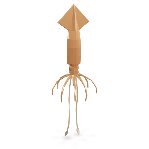 Squid