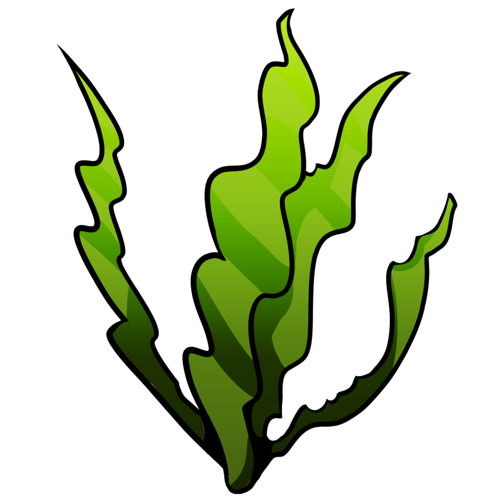 Seaweed